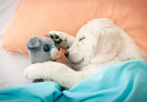 Moving to a new home is an exciting, albeit stressful time for the whole family including our pets.