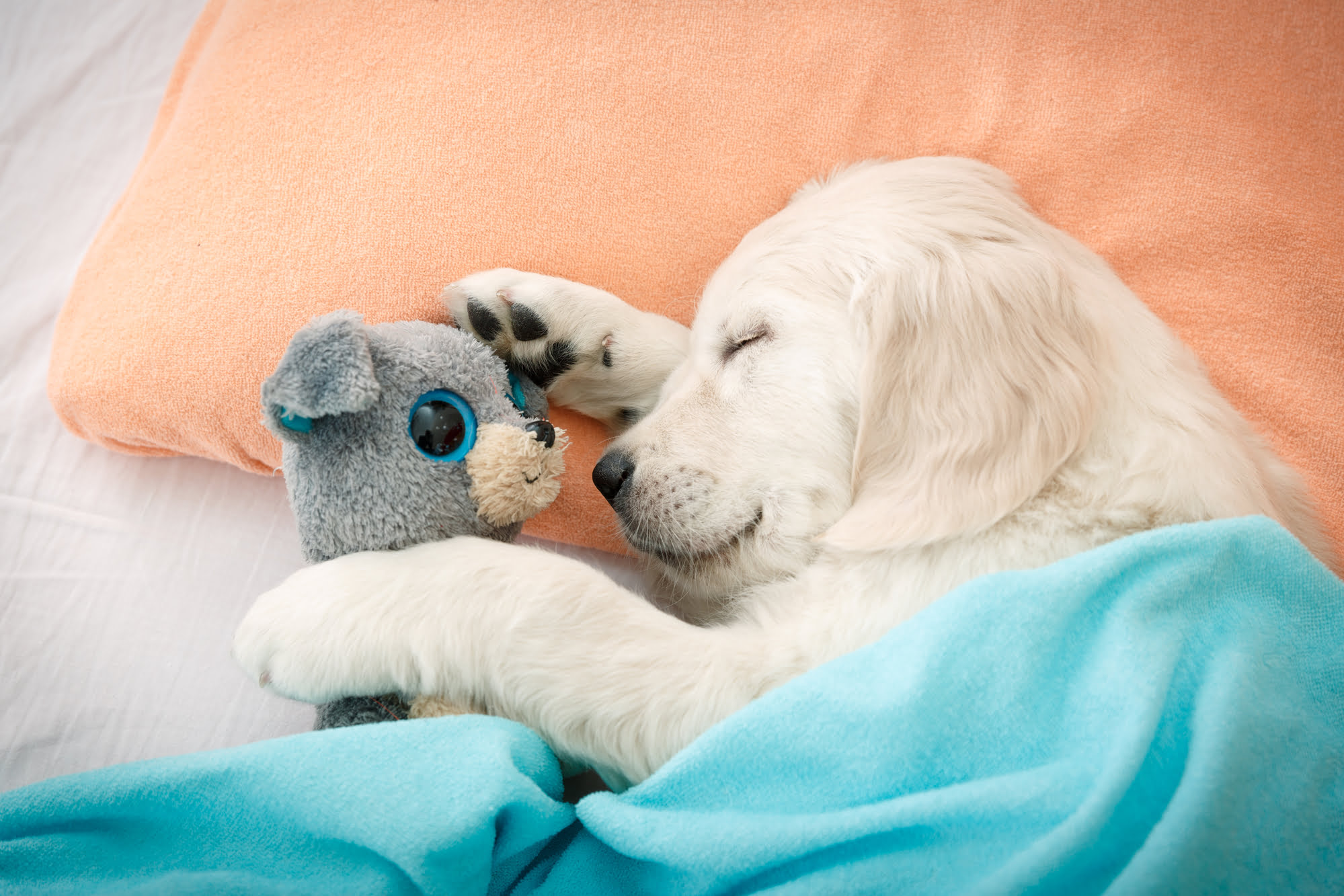Moving to a new home is an exciting, albeit stressful time for the whole family including our pets.